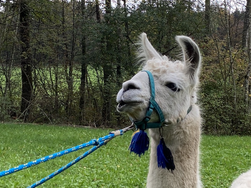 Ein Paradies für Reiter und das Lama «Ueli»