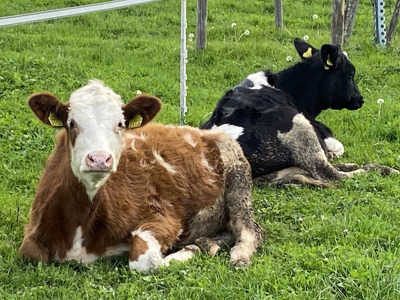 Zwei hübsche Kälbchen geniessen die Ruhe