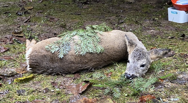 Die Ausbeute eines strengen Jagdmorgens: ein Rehböcklein (Fotos: ZN)