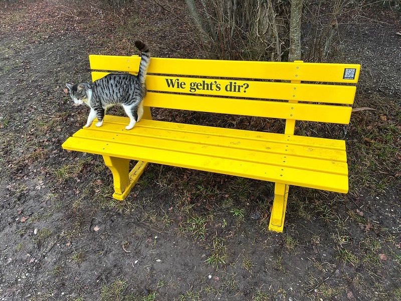 … die Katze scheint auf uns gewartet zu haben