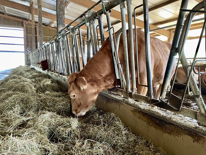 7 Zufrieden mampft das Limousin-Rind – auf dem Hof zum Jägerhuus in Hertenstein
