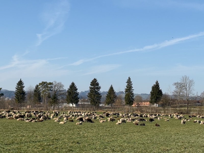 Friedliche grasende Schafe