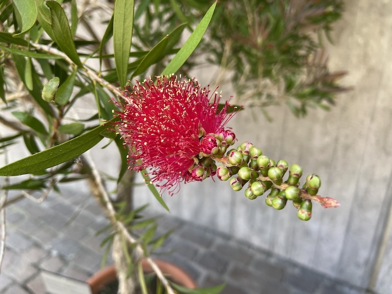 Scharlachroter Zylinderputzer