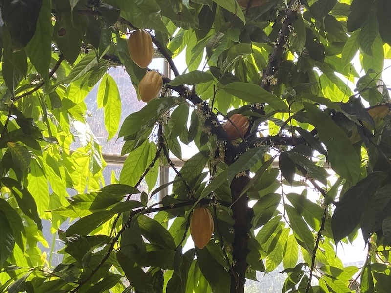 Kakao, Geschenk der Götter