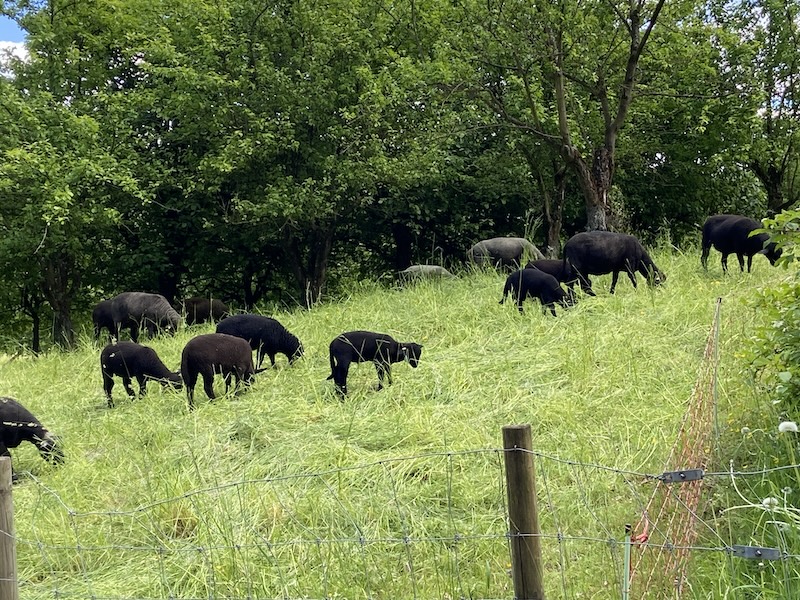 Schafe im PUK-Garten