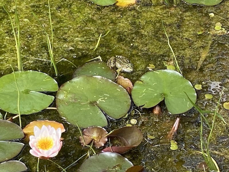 Wer entdeckt den Frosch?