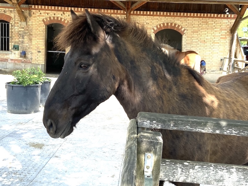 Ein Therapiepferd der EPI-Klinik
